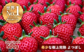 【完熟クラフト苺BERRY】有名シェフ御用達【樹上完熟よつぼし】約500g（出荷2025年12月上旬～2026年5月下旬） 242161_DY002