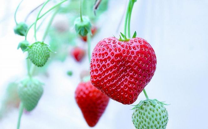 【完熟クラフト苺BERRY】有名シェフ御用達【樹上完熟よつぼし】約500g（出荷2025年12月上旬～2026年5月下旬） 242161_DY002