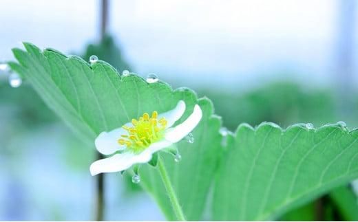 【完熟クラフト苺BERRY】有名シェフ御用達【樹上完熟よつぼし】約500g（出荷2025年12月上旬～2026年5月下旬） 242161_DY002