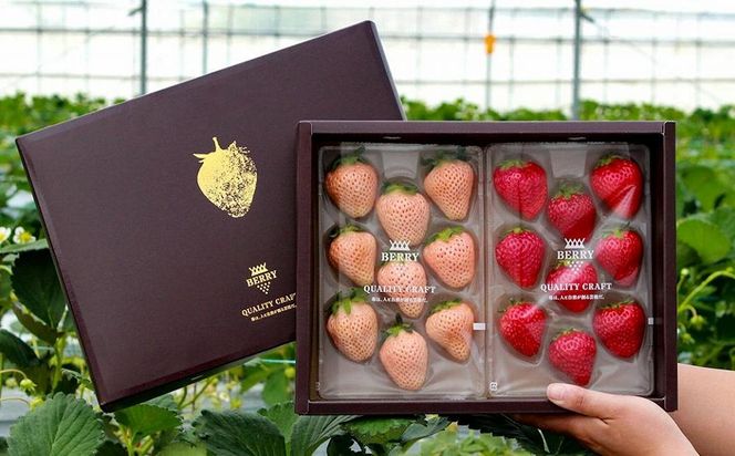 【完熟クラフト苺BERRY】有名シェフ御用達【紅白いちご】樹上完熟よつぼし・淡雪 約500g（出荷2025年12月上旬～2026年5月下旬） 242161_DY003