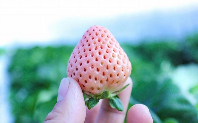 【完熟クラフト苺BERRY】有名シェフ御用達【紅白いちご】樹上完熟よつぼし・淡雪 約500g（出荷2025年12月上旬～2026年5月下旬） 242161_DY003