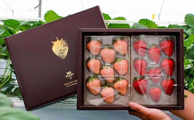 【完熟クラフト苺BERRY】有名シェフ御用達【紅白いちご】樹上完熟紅ほっぺ・淡雪 約500g（出荷2025年12月上旬～2026年5月下旬） 242161_DY004