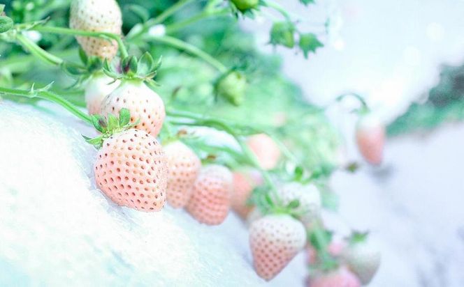 【完熟クラフト苺BERRY】有名シェフ御用達【紅白いちご】樹上完熟紅ほっぺ・淡雪 約500g（出荷2025年12月上旬～2026年5月下旬） 242161_DY004