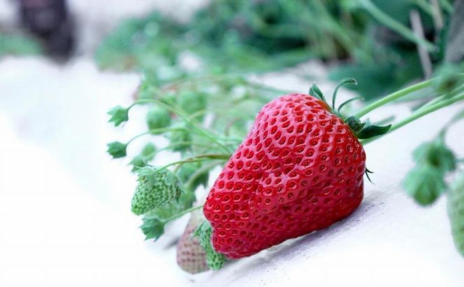 【完熟クラフト苺BERRY】有名シェフ御用達【紅白いちご】樹上完熟紅ほっぺ・淡雪 約500g（出荷2025年12月上旬～2026年5月下旬） 242161_DY004
