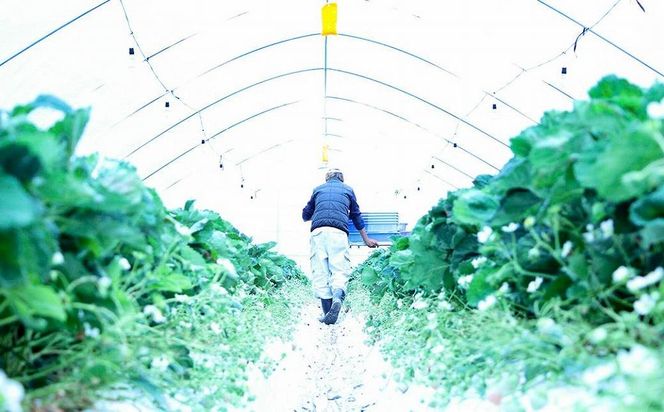 【完熟クラフト苺BERRY】海外セレブ御用達【樹上完熟白いちご】淡雪（あわゆき）約500g（出荷2025年12月上旬～2026年5月下旬） 242161_DY005