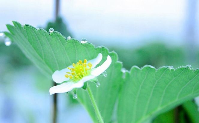 【完熟クラフト苺BERRY】海外セレブ御用達【樹上完熟白いちご】淡雪（あわゆき）約500g（出荷2025年12月上旬～2026年5月下旬） 242161_DY005