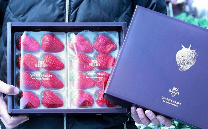 【完熟クラフト苺BERRY】有名シェフ御用達【樹上完熟紅ほっぺ】約500g（出荷2025年12月上旬～2026年5月下旬） 242161_DY006