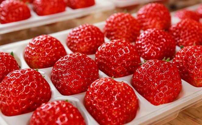 【完熟クラフト苺BERRY】有名シェフ御用達【樹上完熟紅ほっぺ】約500g（出荷2025年12月上旬～2026年5月下旬） 242161_DY006