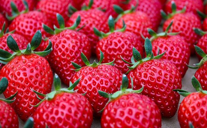 【完熟クラフト苺BERRY】有名シェフ御用達【樹上完熟いちご 欲張り３種セット（白いちご＋赤２品種）】約1500g（出荷2025年12月上旬～2026年5月下旬） 242161_DY007