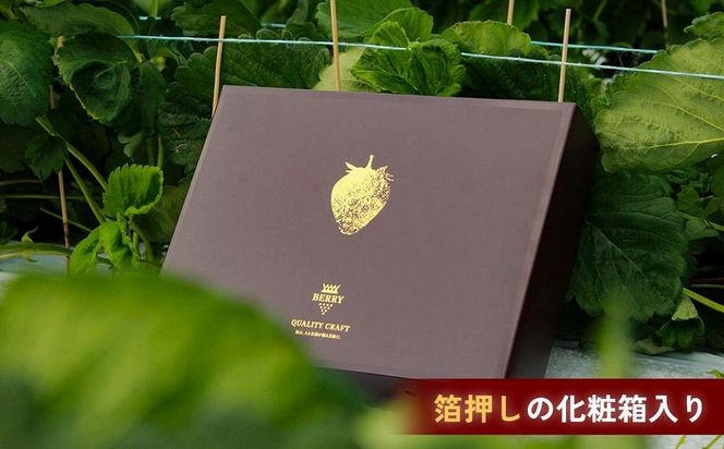 訳アリ】完熟冷凍苺【白いちご淡雪1.0kg】化粧箱入【果実