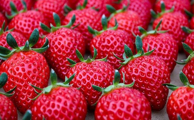 【完熟クラフト苺BERRY】有名シェフ御用達【樹上完熟赤いちご】約500g（出荷2025年12月上旬～2026年5月下旬） 242161_DY014