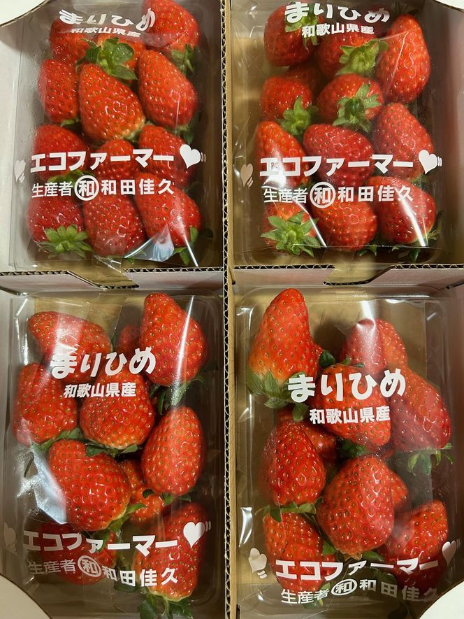 紀州和歌山ブランドいちご「まりひめ」約250g×4P 【2025年2月上旬頃～2025年3月下旬頃に順次発送】【UT39】 303446_XF91042