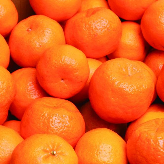 ［先行予約］厳選 ポンカン2.5kg+250g（傷み補償分）［IKE20］ 303446_BB97365