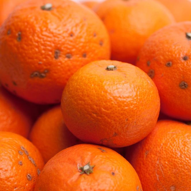 ［先行予約］家庭用 津之輝2.5kg+250g（傷み補償分）［訳あり］［つのかがやき］［せとかに似た柑橘］［IKE58］ 303446_BB97381