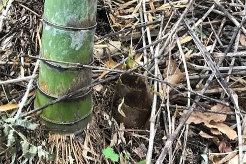 【2026年発送】＜30セット限定＞朝堀り！新鮮！「寺川城の越たけのこ」1kg 272183_CM02