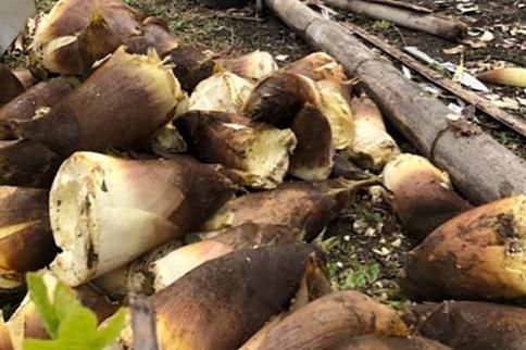 【2026年発送】＜30セット限定＞朝堀り！新鮮！「寺川城の越たけのこ」1kg 272183_CM02