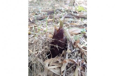 【2026年発送】＜30セット限定＞朝堀り！新鮮！「寺川城の越たけのこ」1kg 272183_CM02