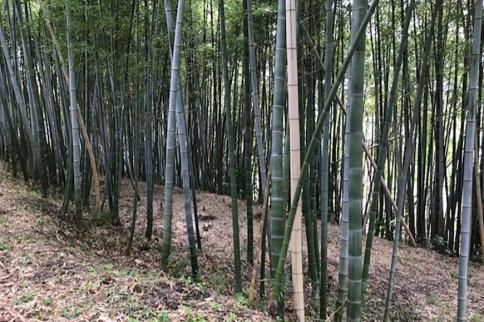 【2026年発送】＜30セット限定＞朝堀り！新鮮！「寺川城の越たけのこ」1kg 272183_CM02