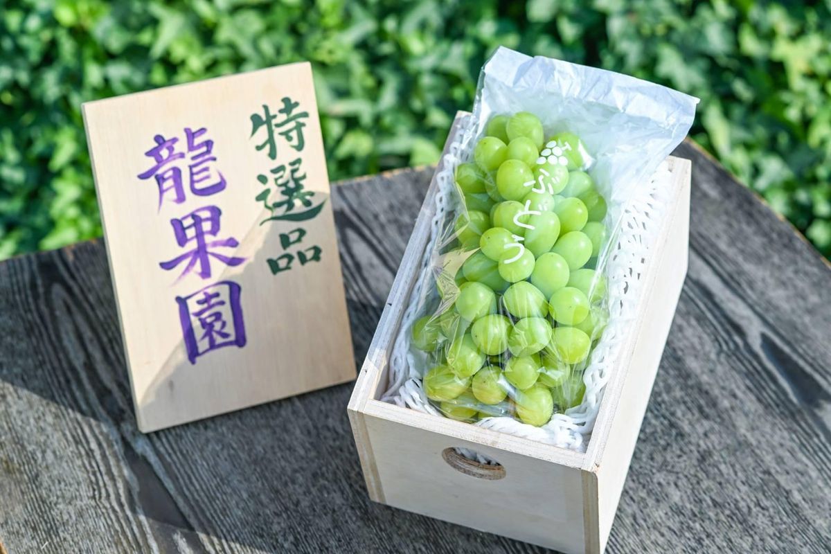 通常の1.5倍サイズ!良味・大房! 完熟シャインマスカット(特撰品)900g 232238_BB28