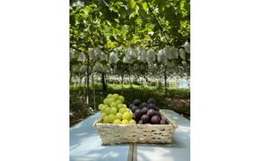 旬のぶどうを食べ放題 ぶどう狩り体験チケット 2名様分 232238_CW001