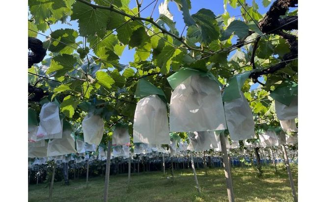 旬のぶどうを食べ放題 ぶどう狩り体験チケット 2名様分 232238_CW001