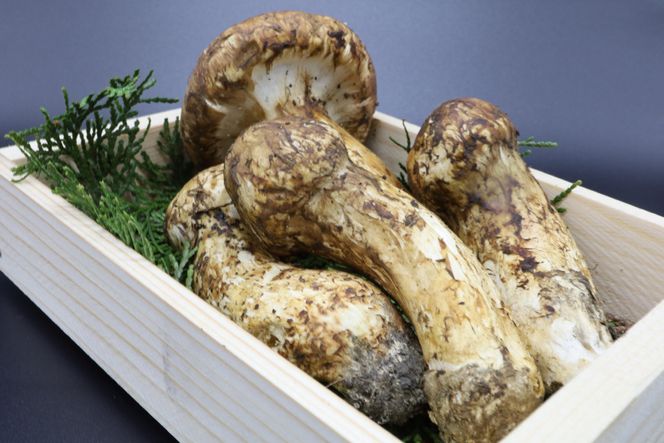 和歌山県産 香り高く希少な国産 松茸 約200g【2026年10月中旬頃より順次発送】【OKT1】 303446_BW90016