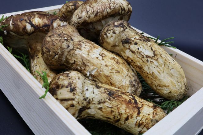 和歌山県産 香り高く希少な国産 松茸 約300g【2026年10月中旬頃より順次発送】【OKT2】 303446_BW90017