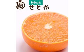 ＜2月より発送＞厳選 せとか1.5kg+45g（傷み補償分）【柑橘・春みかんの王様】【光センサー選別】 303446_BB015