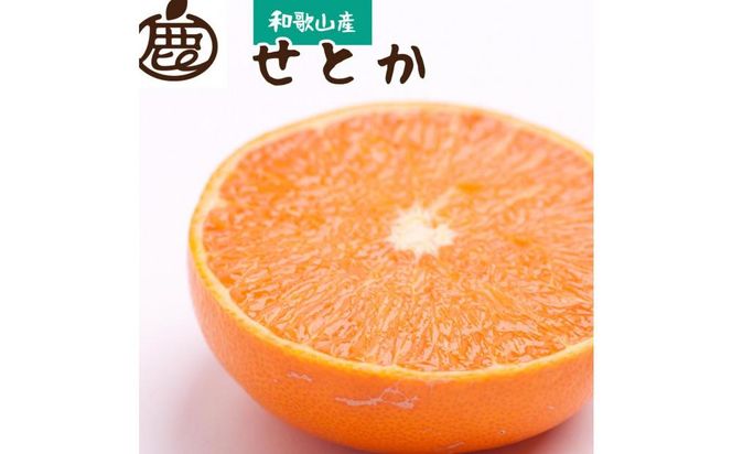 ＜2月より発送＞厳選 せとか1.5kg+45g（傷み補償分）【柑橘・春みかんの王様】【光センサー選別】 303446_BB015