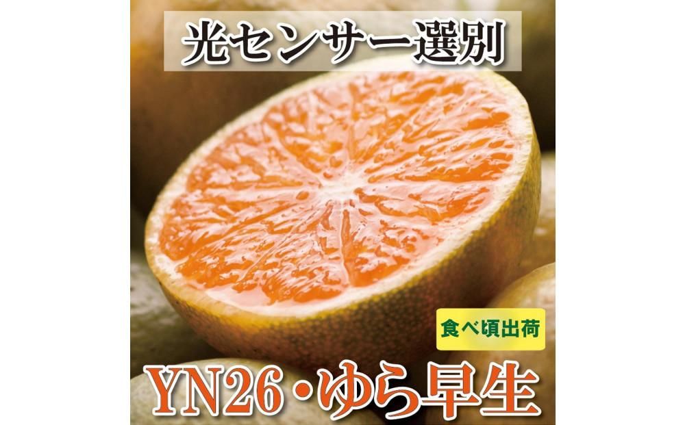 家庭用 極早生有田みかん 4.5kg+135g(傷み補償分)YN26 ゆら早生 訳あり[2024年9月より発送] 303446_BB90002