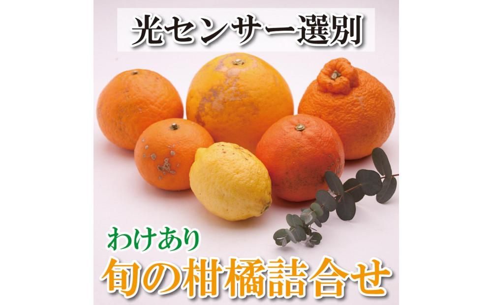 [1月より発送]家庭用 柑橘詰合せ7kg+210g(傷み補償分)[訳あり・わけあり][有田の春みかん詰め合わせ・フルーツ詰め合せ・オレンジつめあわせ][光センサー選別] 303446_BB90026