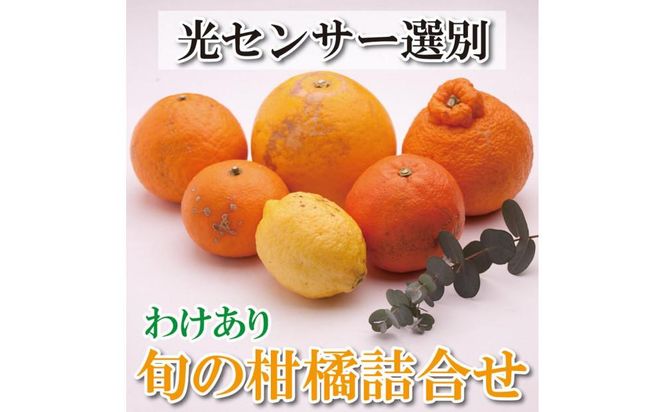 ＜1月より発送＞家庭用 柑橘詰合せ7kg+210g（傷み補償分）【訳あり・わけあり】【有田の春みかん詰め合わせ・フルーツ詰め合せ・オレンジつめあわせ】【光センサー選別】 303446_BB90026