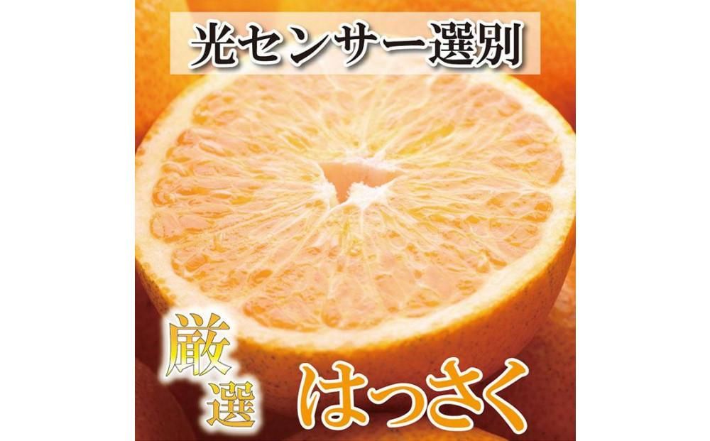 [4月より発送]厳選 樹上完熟はっさく4kg+120g(傷み補償分)[八朔][さつき・木成] 303446_BB90044