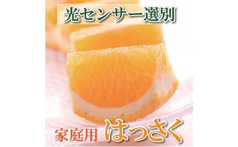 [4月より発送]家庭用 樹上完熟はっさく5kg+150g(傷み補償分)[八朔][わけあり・訳あり][さつき・木成] 303446_BB90045