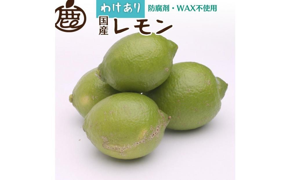 家庭用 レモン5kg+250g(傷み補償分)[和歌山有田産][防腐剤・WAX不使用、安心の国産レモン][わけあり・訳ありレモン][IKE126] 303446_BB90174