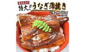 うなぎ蒲焼き2尾入り 480g（蒲焼たれ4袋 山椒付き）【KS5】 303446_BA1014