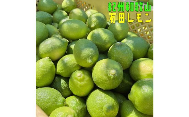 紀州 和歌山 有田 レモン 和歌山県産 約2kg【農家直送】【先行予約・2024年10月上旬～2025年1月下旬発送】 303446_XD90091