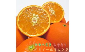 有田育ちの セミノールオレンジ (ご家庭用) 約7.5kg［先行予約・2027年4月～発送］［MS57］ 303446_XD90063