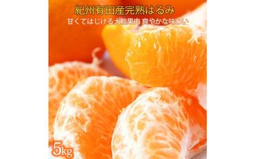 果肉ぷりぷり!完熟はるみ　５ｋｇ【2025年2月上旬頃～2025年2月下旬頃に順次発送】【UT22】 303446_XF032