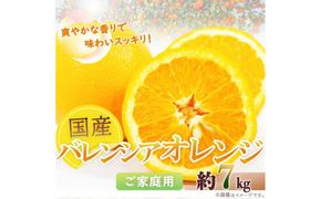 希少な国産バレンシアオレンジ 7kg【ご家庭用訳あり】【2025年6月下旬頃～2025年7月上旬頃に順次発送】【UT77】 303446_XF047