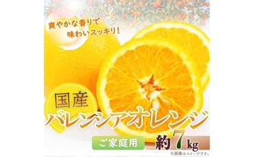 希少な国産バレンシアオレンジ 7kg【ご家庭用訳あり】【2025年6月下旬頃～2025年7月上旬頃に順次発送】【UT77】 303446_XF047