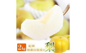 梨 約2kg 化粧箱入 紀州和歌山 かつらぎ産［2026年8月中旬以降発送予定］［UT103］ 303446_XF91107