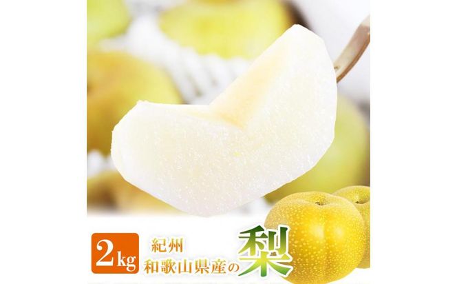 ya̎R쒬z 2kg ϔ IBa̎R 炬Ym2026N8{ȍ~\nmUT103n 303446_XF91107