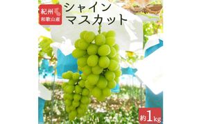 シャインマスカット 約1kg　紀州和歌山 かつらぎ産【2025年8月下旬以降発送予定】【UT118】 303446_XF91109