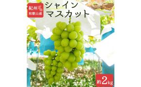 シャインマスカット 約2kg　紀州和歌山産【2025年8月下旬以降発送予定】【UT78】 303446_XF91110