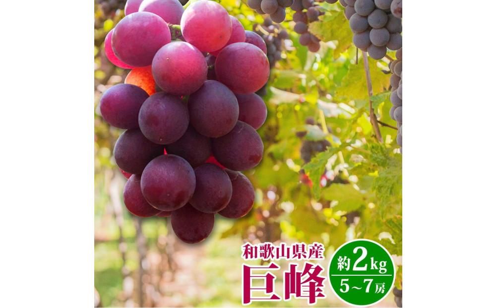 巨峰ぶどう約2kg 紀州和歌山産[2025年8月下旬以降発送予定][UT88] 303446_XF91111