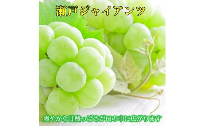ya̎R쒬zIB炬R̐˃WCAc 2kgm2026N8{ȍ~\nmUT30n 303446_XF91126