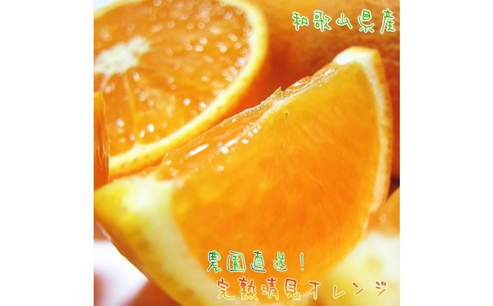 有田育ちの 完熟 清見 オレンジ(ご家庭用)約3kg[先行予約][MS32] 303446_XD90183