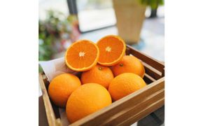 特選 完熟 清見 オレンジ 約2kg［先行予約］［MS36］ 303446_XD90187