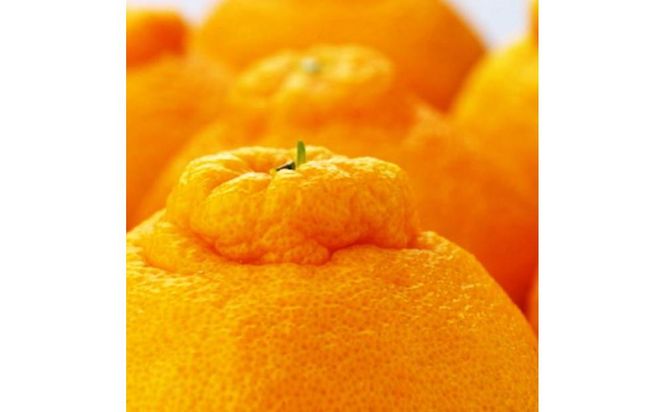 ya̎R쒬z_Ƃ Z sm 12`24 (5kg)ms\nmMS39n 303446_XD90190